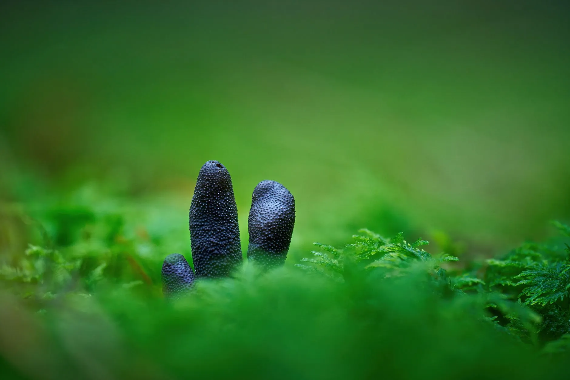 陕西科曼生物科技有限公司保健品研发技术路线与质量控制体系解析
