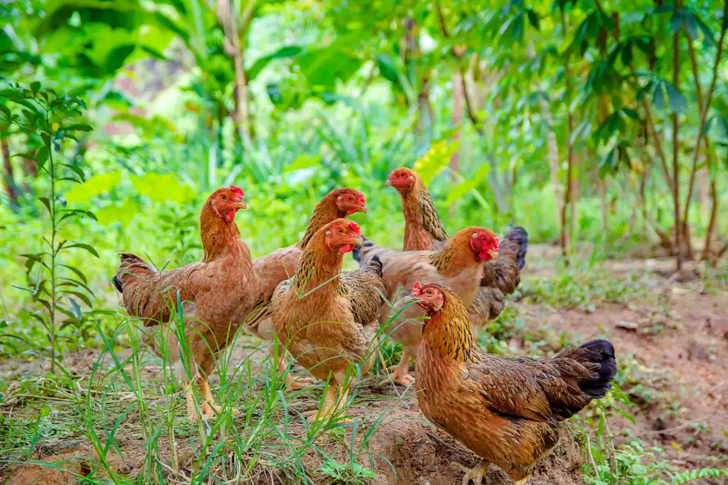 陕西科曼生物保健品生产车间GMP净化标准与技术解析