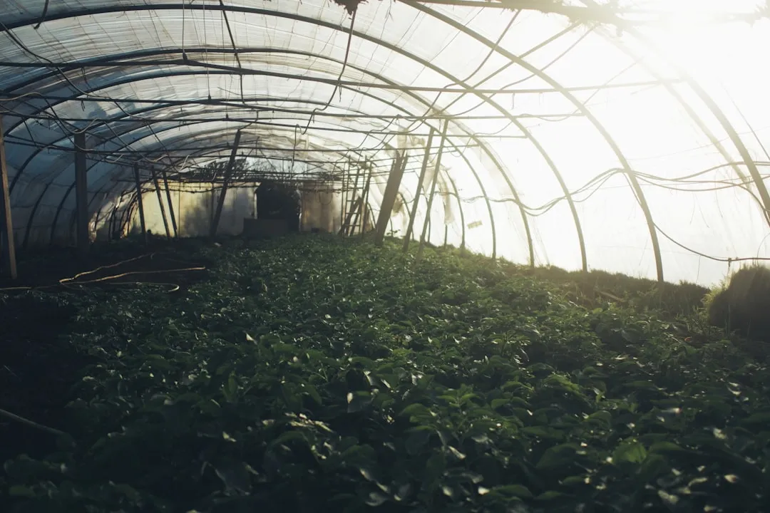 陕西科曼生物科技保健食品配方工艺技术优势解析